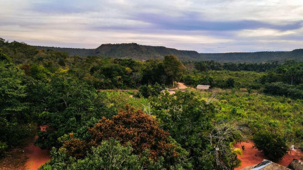 Maranhão registra maior queda no desmatamento do Cerrado com redução de 34,05%