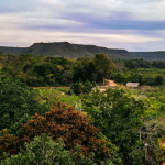 Maranhão registra maior queda no desmatamento do Cerrado com redução de 34,05%